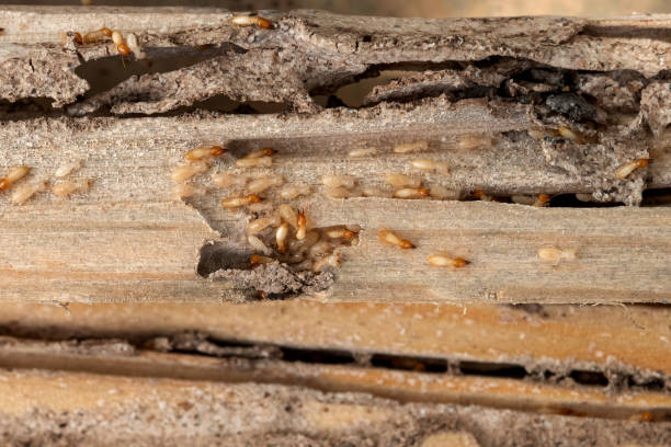 Best Best Pest Control Companies  in Crugers, NY
